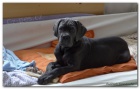 Cane Corso s PP