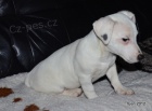 tntko jack russell terier