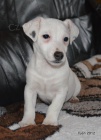 tntko jack russell terier