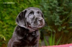 ttka Labrador Retriever