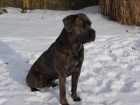 Cane Corso-kryc pes