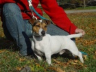 Jack Russel terir s pp - tnata JRT s rodokmenem