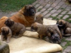 Leonberger s PP