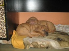 tata bordeauxsk dogy s PP