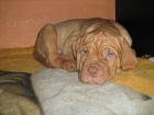 tata bordeauxsk dogy s PP