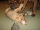 tata bordeauxsk dogy s PP