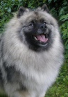 Keeshond / vl pic zadm tata s PP hlda