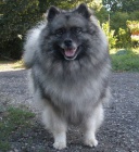 Keeshond / vl pic zadm tata s PP hlda