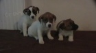 Jack russell terir