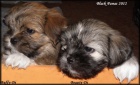 Lhasa apso s pp - feneky