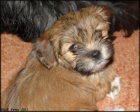 Lhasa apso s pp - feneky