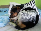 Jack Russel Terier ke kryt