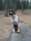 Jack Russel Terier ke kryt