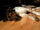 Jack Russel Terier ke kryt