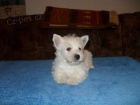 West highland white terrier