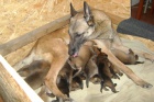 Belgickl ovk malinois