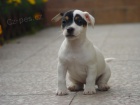 Jack Russel terir s PP - prodm tnata JRT s PP