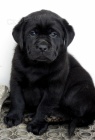 Labradorsk retriever s PP ern barvy