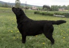 Labradorsk retriever s PP ern barvy