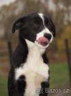 Border collie pes s PP