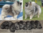 Nmeck pic vl / keeshond pikov tata s PP