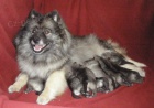 Nmeck pic vl / keeshond pikov tata s PP