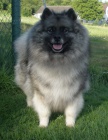 Nmeck pic vl / keeshond pikov tata s PP