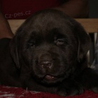 Labrador Retriever, okoldov tata s PP