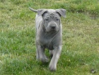 Thai Ridgeback