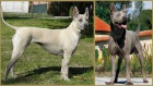 Thai Ridgeback