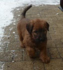 Briard - plav a ern tata s PP