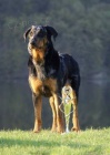 Beauceron - francouzsk ovk - tata na prodej