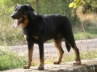 Beauceron - francouzsk ovk - tata na prodej