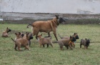 Belgick ovk malinois - tata s PP