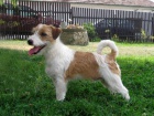 Jack Russell Terir 