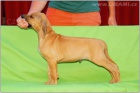 Rhodesian Ridgeback / Rhodsk