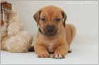 Rhodesian Ridgeback / Rhodsk