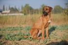 Rhodsk ridgeback tata s PP