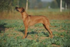 Rhodsk ridgeback tata s PP