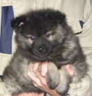 Nmeck pic vl / Keeshond - tata s PP