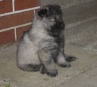 Nmeck pic vl / Keeshond - tata s PP