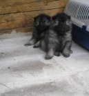 Nmeck pic vl / Keeshond - tata s PP