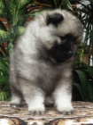 Nmeck pic vl / keeshond pikov tata s PP