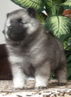 Nmeck pic vl / keeshond pikov tata s PP