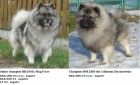 Nmeck pic vl / keeshond pikov tata s PP