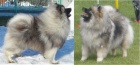 Nmeck pic vl / keeshond pikov tata s PP