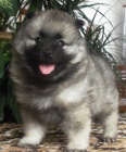 Vl pic / keeshond krsn tata s PP