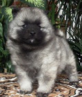 Vl pic / keeshond krsn tata s PP