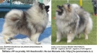 Vl pic / keeshond krsn tata s PP