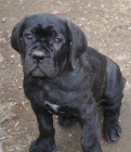 Cane corso - tata s PP